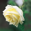 عطر رز لیمو Lemon Rose