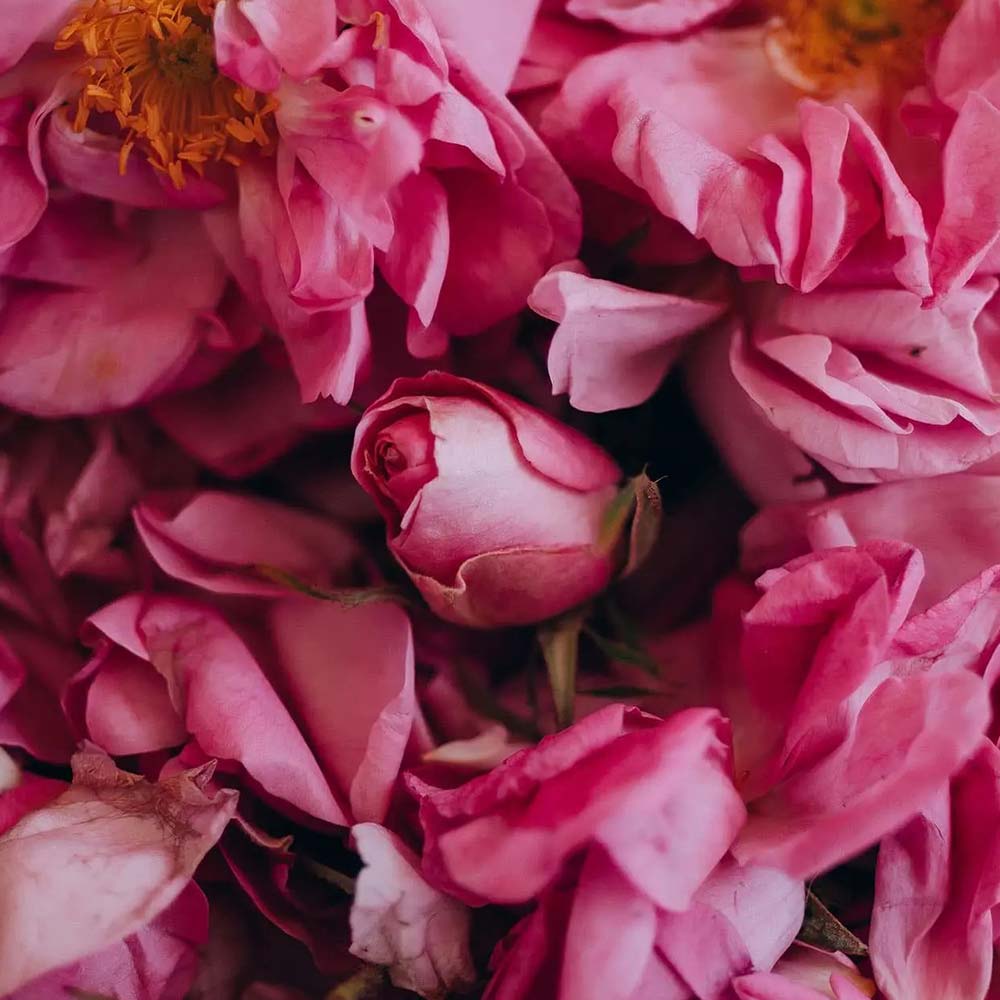 عطر رز هلندی Netherland Rose