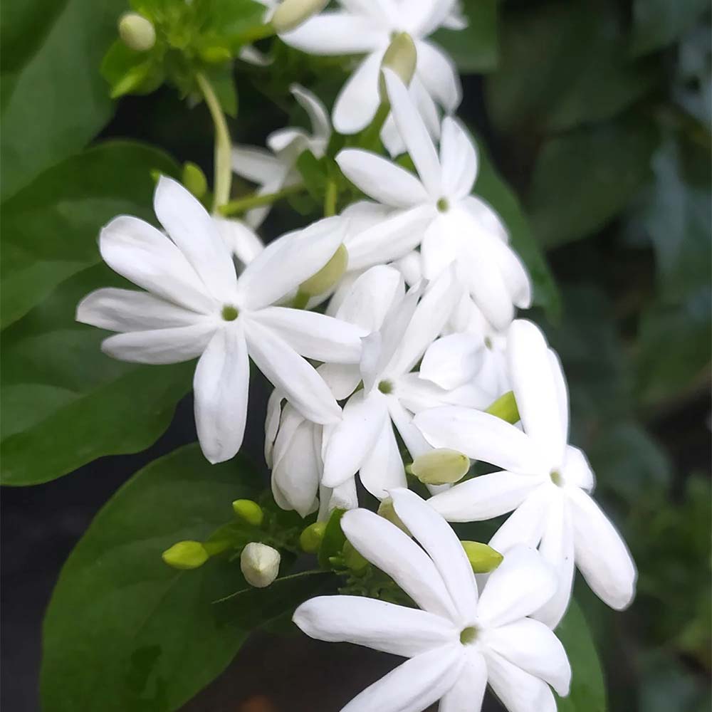 عطر یاس اعلا Supreme Jasmine