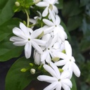 عطر یاس اعلا Supreme Jasmine