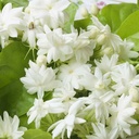 عطر یاس رازقی Arabian Jasmine